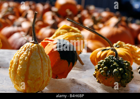 Marché des agriculteurs avec des citrouilles orange et des gourdes multicolores d'au-dessus des frais généraux grande résolution dans l'Ohio USA États-Unis horizontal haute résolution Banque D'Images