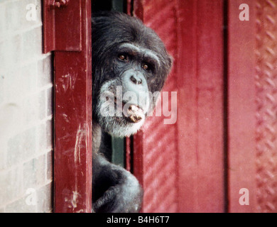 Les Chimpanzés Bonobos Mirrorpix Singe Animaux Banque D'Images