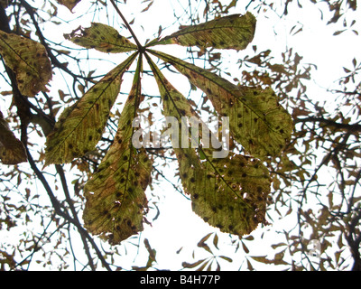 Feuilles de marronnier arbre montrant les dommages causés par les larves de la mineuse des feuilles d'amphibien Banque D'Images