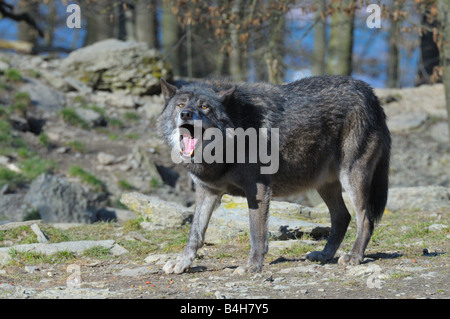 Le loup (Canis lupus) howling in forest Banque D'Images