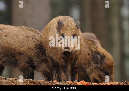 Trois sangliers (Sus scrofa) en forêt Banque D'Images