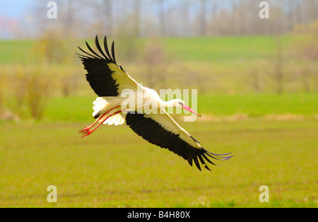 Cigogne Blanche (Ciconia ciconia) en vol Banque D'Images