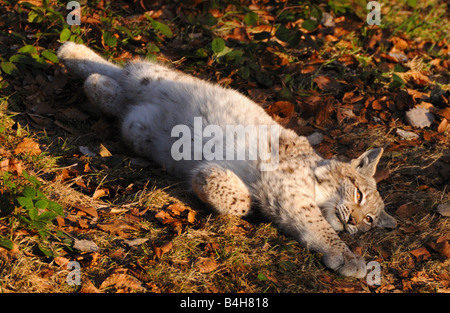 Close-up of Lynx couché dans forest Banque D'Images