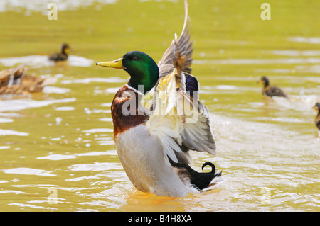 Close-up de Canards colverts (Anas platyrhynchos) étend ses ailes de canard dans l'eau Banque D'Images