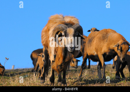 Troupeau de moutons standing in field Banque D'Images