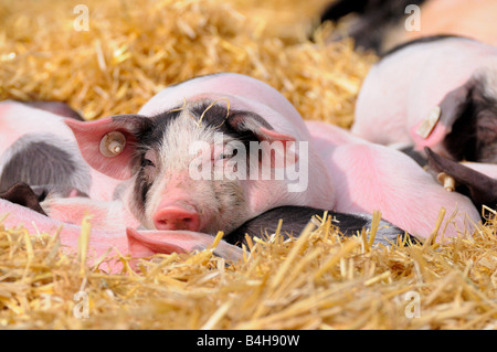 Les porcs lying in field Banque D'Images