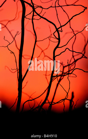 Silhouette de brindilles au coucher du soleil Banque D'Images