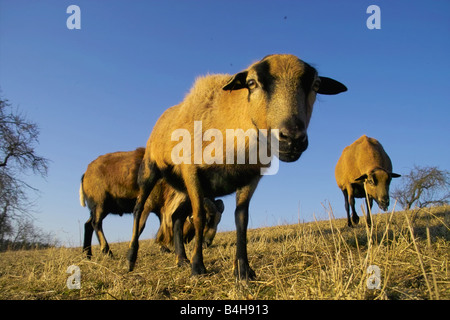 Trois moutons dans le champ Banque D'Images