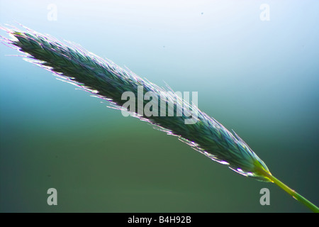 Close-up de brin d'herbe Banque D'Images