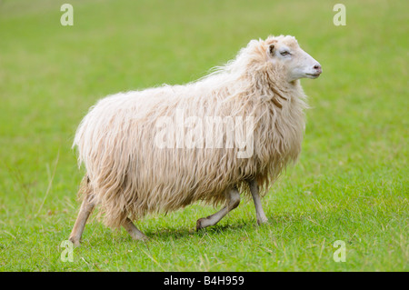 Close-up of sheep walking in field Banque D'Images