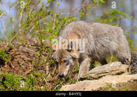 Close-up du loup gris (Canis lupus) Balade en forêt Banque D'Images