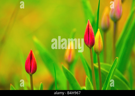 Close-up of tulip flowers blooming in field Banque D'Images