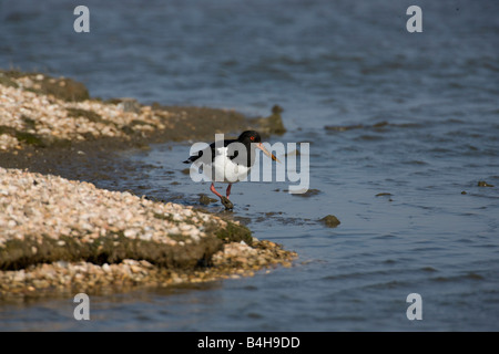 Eurasian Oystercatcher (Haematopus ostralegus) dans l'eau d'alimentation Banque D'Images