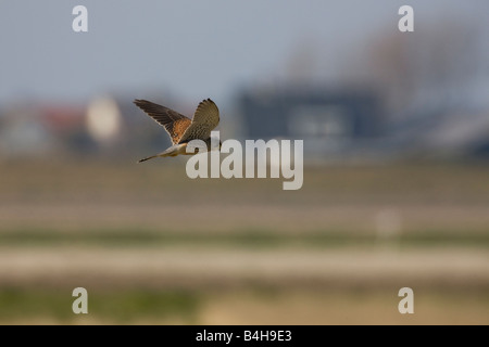 Faucon crécerelle (Falco tinnunculus) en vol Banque D'Images