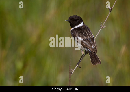 Close-up of African Stonechat (Saxicola torquatus) perching on twig Banque D'Images