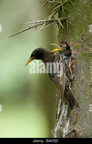 Close-up de l'Étourneau sansonnet (Sturnus vulgaris) nourrissant ses jeunes sur le trou de l'arbre Banque D'Images