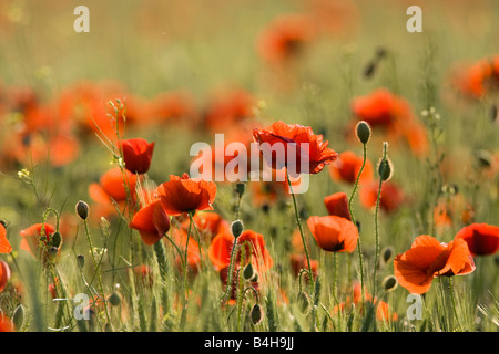 Coquelicot (Papaver rhoeas) fleurs blooming in field Banque D'Images