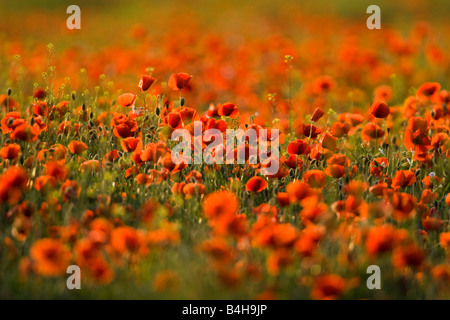 Coquelicot (Papaver rhoeas) fleurs blooming in field Banque D'Images