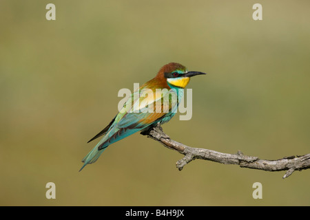 Close-up de Guêpier d'Europe (Merops apiaster) perching on branch, Hongrie Banque D'Images