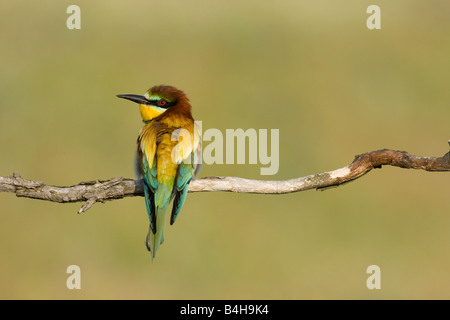 Close-up de Guêpier d'Europe (Merops apiaster) perching on branch, Hongrie Banque D'Images