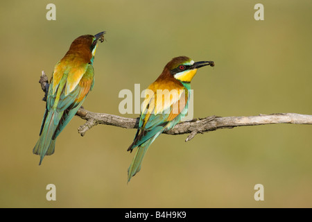 Close-up de deux des guêpiers d'Europe (Merops apiaster) perching on branch avec proie dans son bec, la Hongrie Banque D'Images