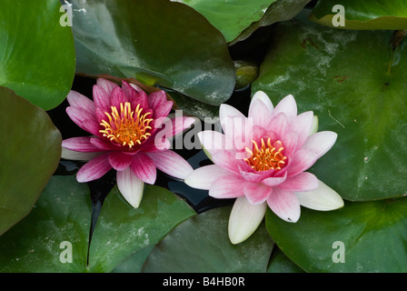 Close-up of water lilies blooming in pond Banque D'Images