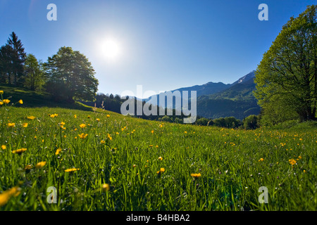 La floraison des fleurs dans le champ, Steinernes Meer, Watzmann, Alpes de Berchtesgaden, en Bavière, Allemagne Banque D'Images