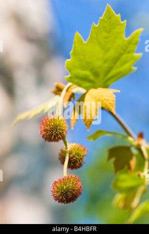 Close-up de fleurs de Londres Planetree (platanus hybrida), Burgenland, Autriche Banque D'Images