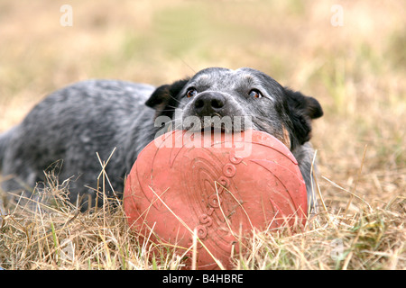 Australian Cattle Dog holding disque en plastique dans sa bouche Banque D'Images