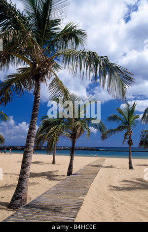 Palmiers sur la plage, Playa de Las Teresitas, San Andres, Santa Cruz de Tenerife, Tenerife, Canaries, Espagne Banque D'Images