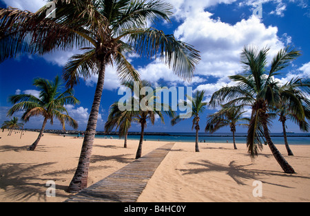 Palmiers sur la plage, Playa de Las Teresitas, San Andres, Santa Cruz de Tenerife, Tenerife, Canaries, Espagne Banque D'Images