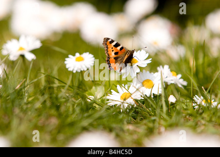 Petite écaille (Aglais urticae) pollinisateurs papillon sur la marguerite (Bellis perennis) flower Banque D'Images