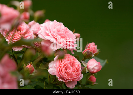 Close-up of blooming rose rose Banque D'Images
