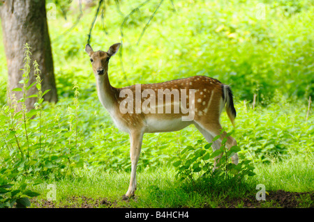 Fallow deer (Cervus dama) buck en forêt Banque D'Images