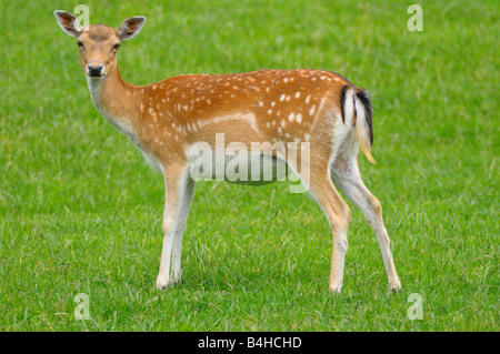 Fallow deer (Cervus dama) buck standing in field Banque D'Images