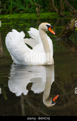 Mute swan (Cygnus olor) Nager dans l'étang Banque D'Images
