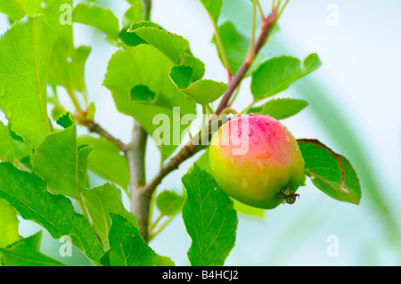 Gouttes de pluie sur apple tree Banque D'Images