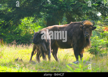 Bison d'Europe (Bison bonasus) standing in field avec son veau, forêt de Bavière, Bavière, Allemagne Banque D'Images