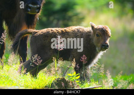 Bison d'Europe (Bison bonasus) standing in field avec son veau, forêt de Bavière, Bavière, Allemagne Banque D'Images