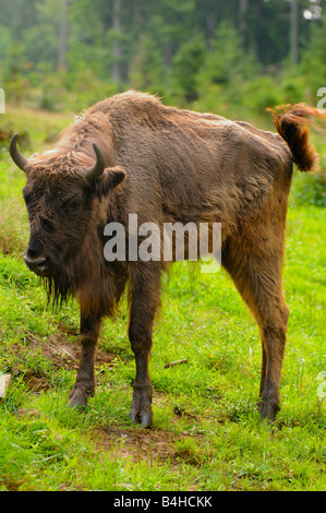 Bison d'Europe (Bison bonasus) standing in field, Bavaria, Germany Banque D'Images