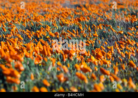 Le pavot de Californie (Eschscholzia californica) dans la réserve du pavot Antelope Valley dans le désert de Mojave en Californie. Banque D'Images