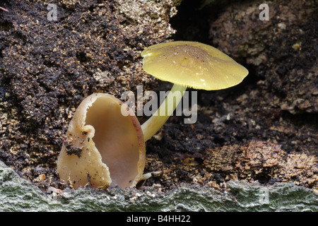 Bouclier Lion Pluteus leoninus - et Peziza sp. Banque D'Images