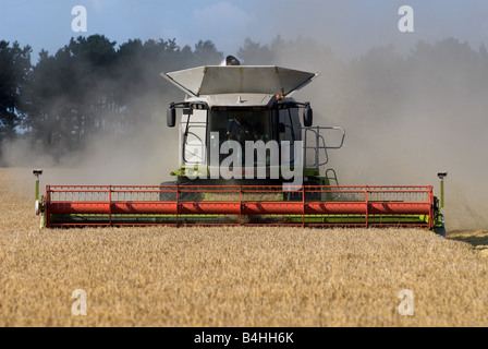De coupe de moissonneuse-batteuse blé, Butley, Suffolk, UK. Banque D'Images