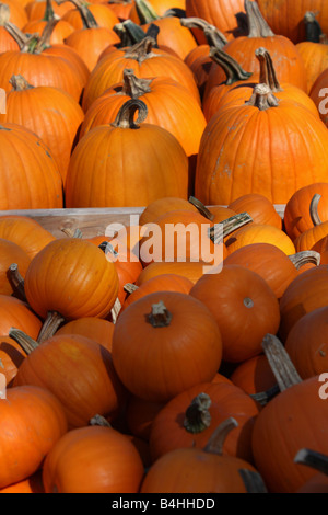 Halloween orange citrouilles ventes en plein air côté pays dans l'Ohio États-Unis États-Unis personne au-dessus du fond rempli affiche l'agriculture verticale haute résolution Banque D'Images