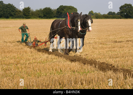 Le labour avec chevaux Shire Norfolk UK Septembre Banque D'Images