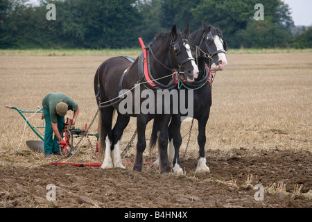 Le labour avec chevaux Shire Norfolk UK Septembre Banque D'Images