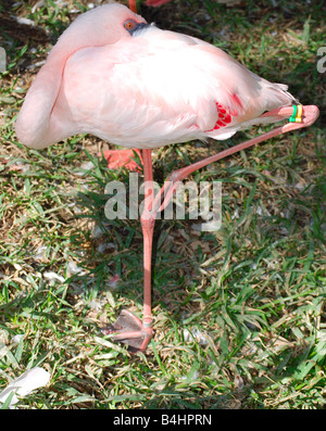 Flamant rose Banque D'Images