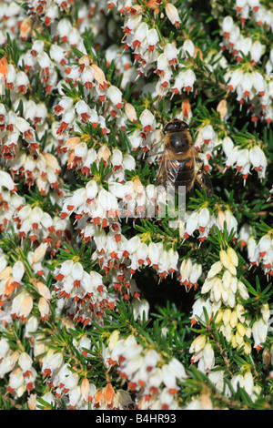 Drone Fly Hoverfly (Eristalis tenax) se nourrissent d'une heather jardin au printemps. Powys, Pays de Galles. Banque D'Images