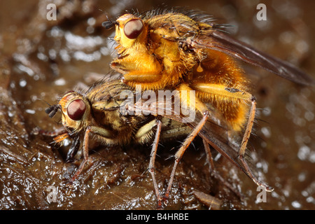 La Bouse jaune vole (Scathophaga stercoraria) le mâle gardant une ponte femelle. Powys, Pays de Galles, Royaume-Uni. Banque D'Images