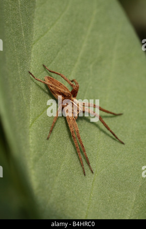 Pépinière femelle-Web Spider (Pisaura mirabilis) au soleil sur une feuille. Powys, Pays de Galles, Royaume-Uni. Banque D'Images